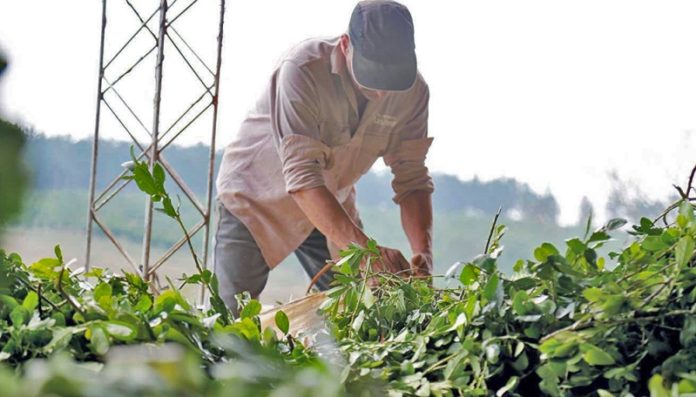Yerba mate: productores y dirigentes se reunieron para definir el precio de la hoja verde