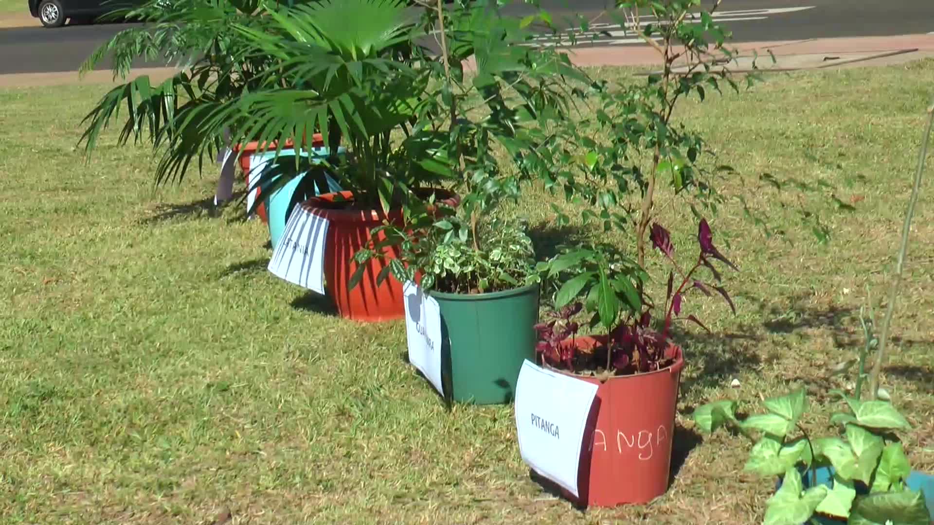 Plantaron 10 mil árboles de especies autóctonas en distintos barrios de Posadas