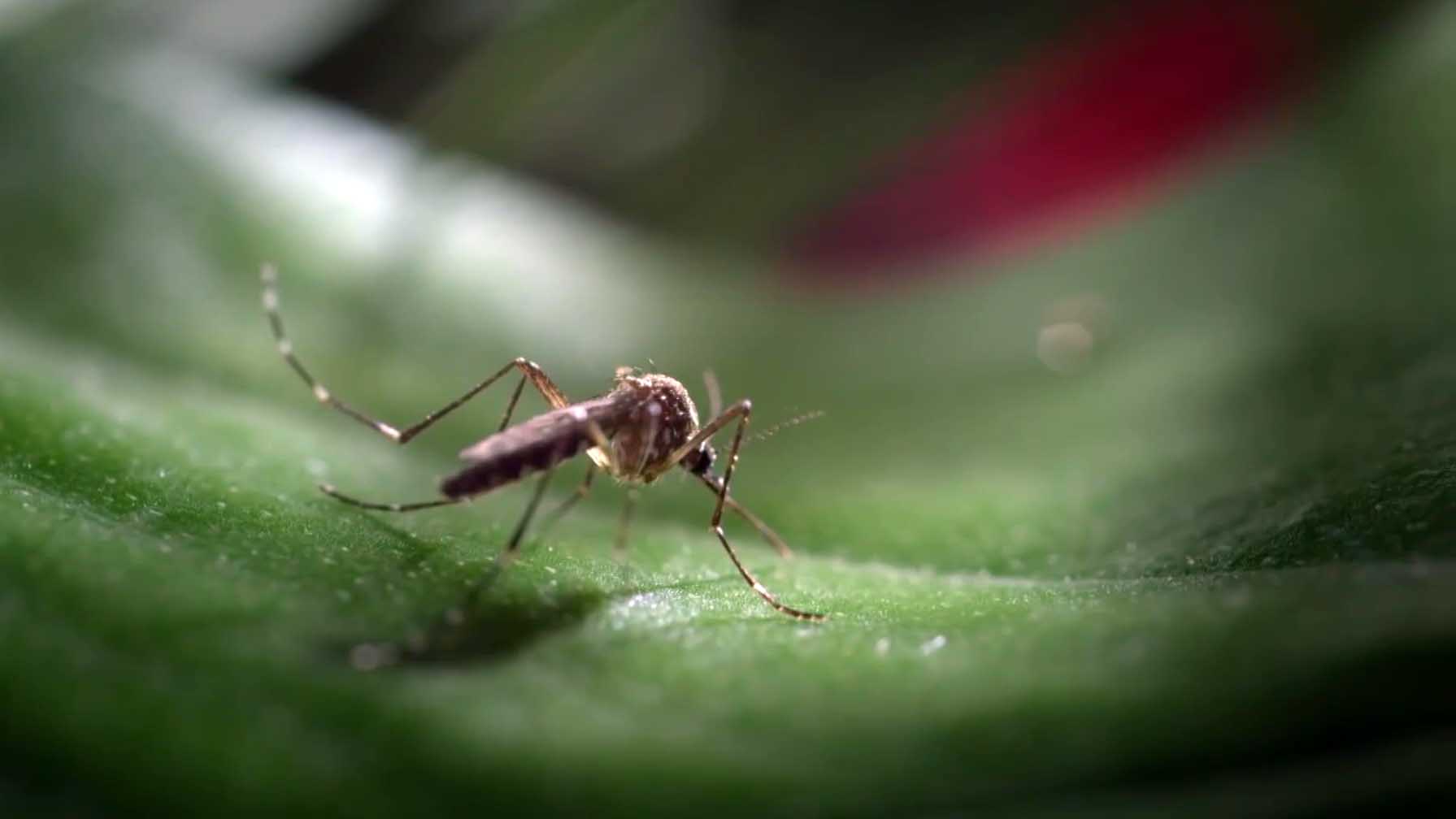 Contra el dengue: municipios refuerzan tareas de prevención