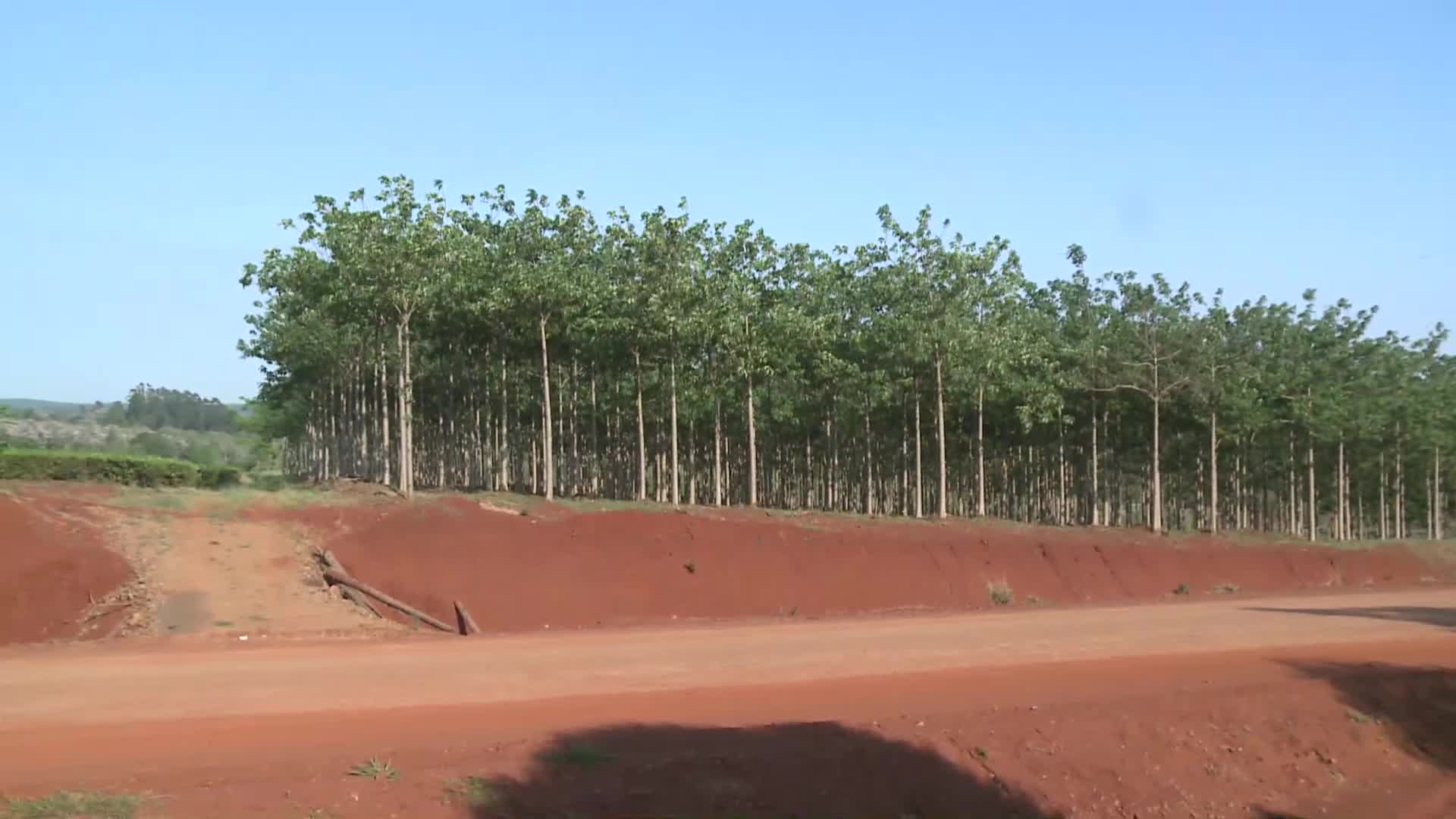 Diversificación productiva: promueven plantar kiri en yerbales