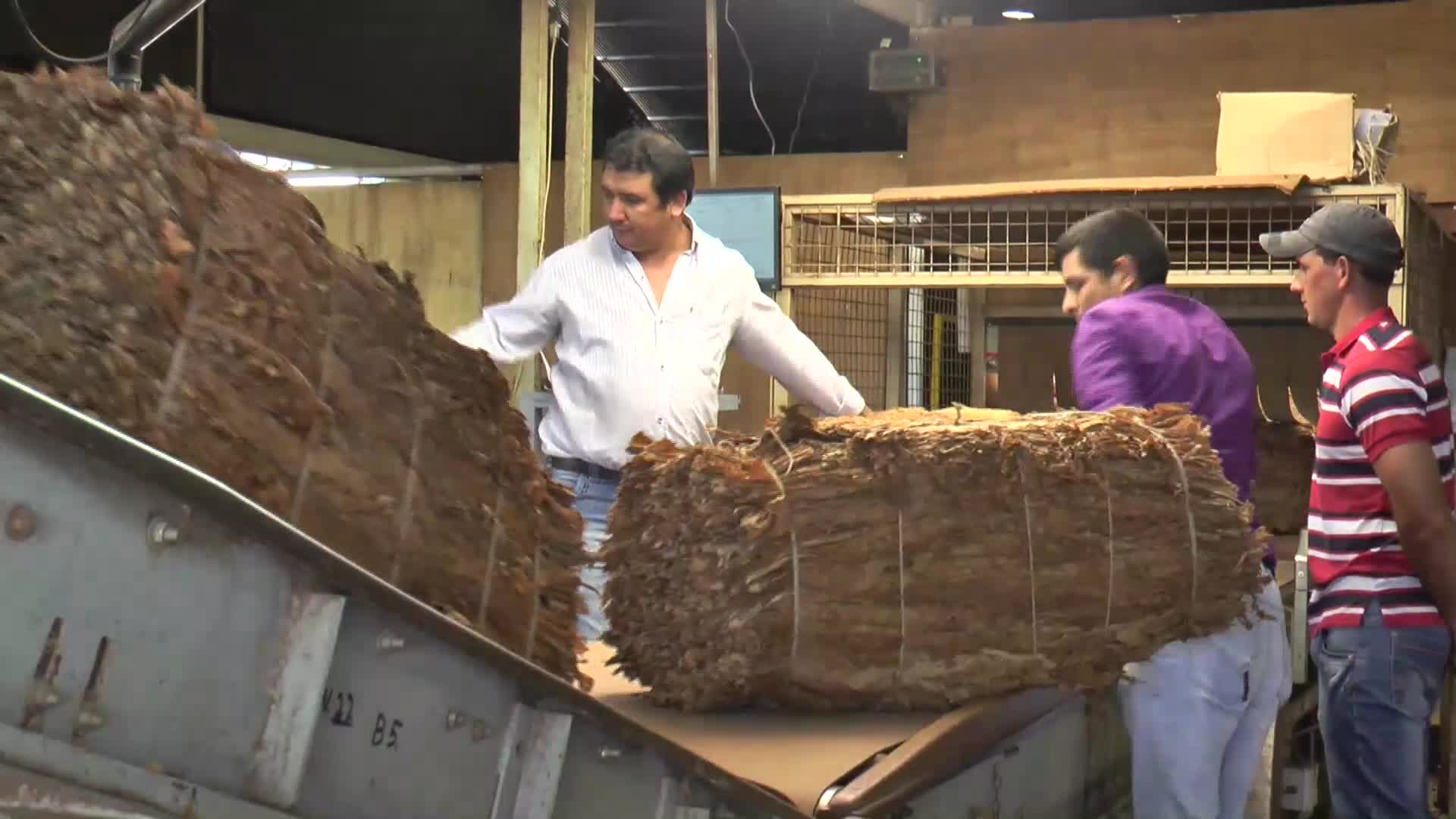 Tabaco en Misiones: hay 17 mil productores, distribuidos en 25 mil hectáreas 