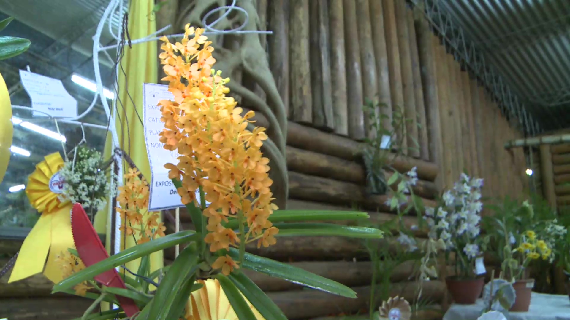 Montecarlo: comenzó la Fiesta Nacional de la Orquídea y Provincial de la Flor