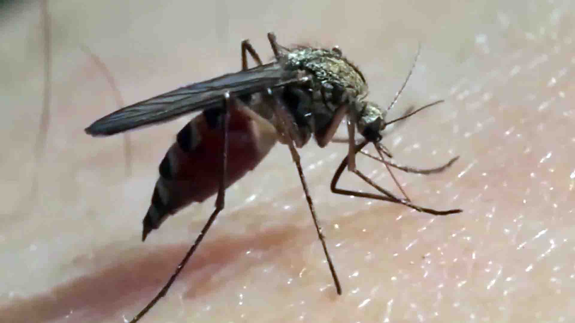 Circulan dos serotipos: hay 220 casos de dengue
