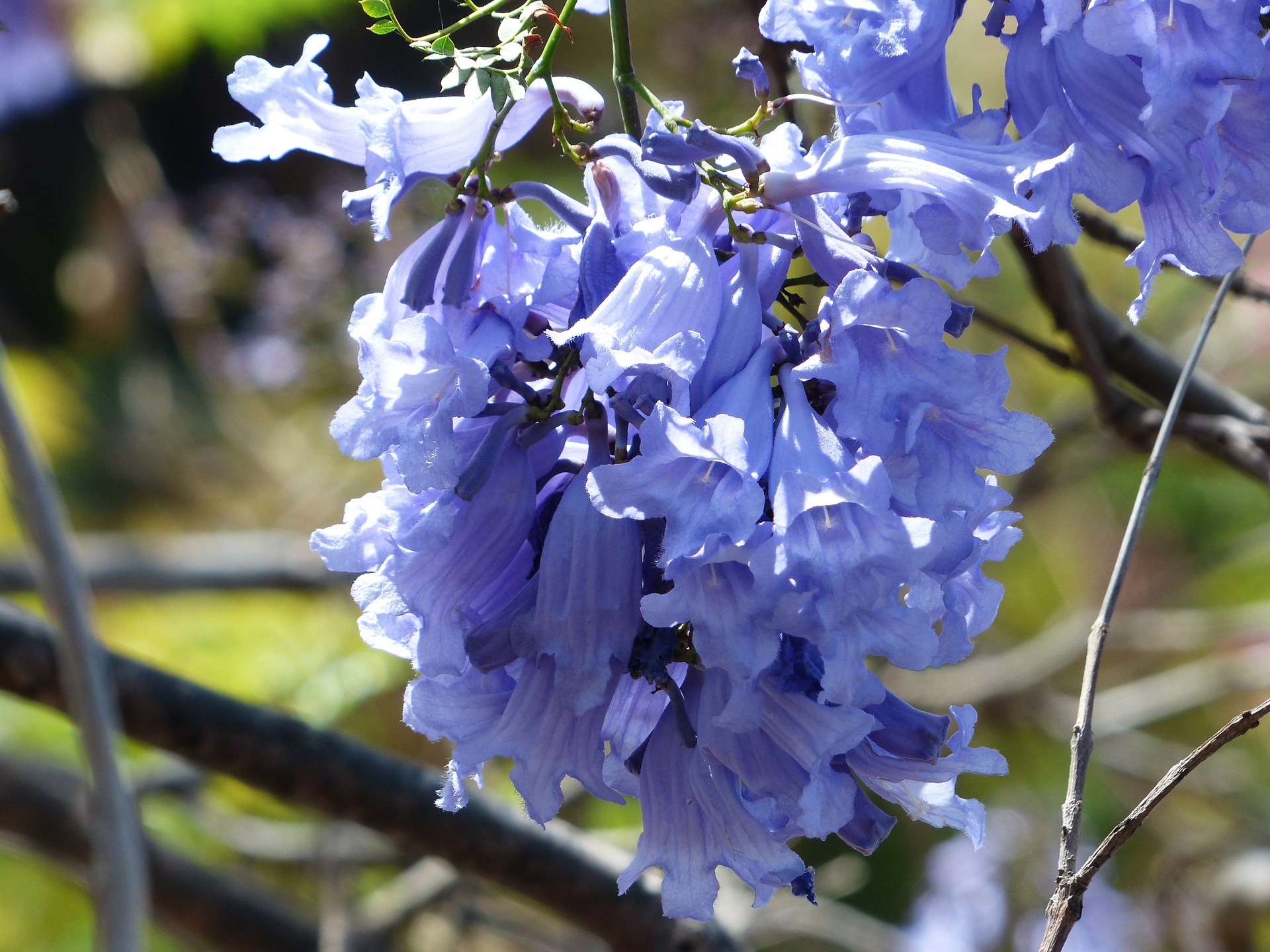 Jacaranda