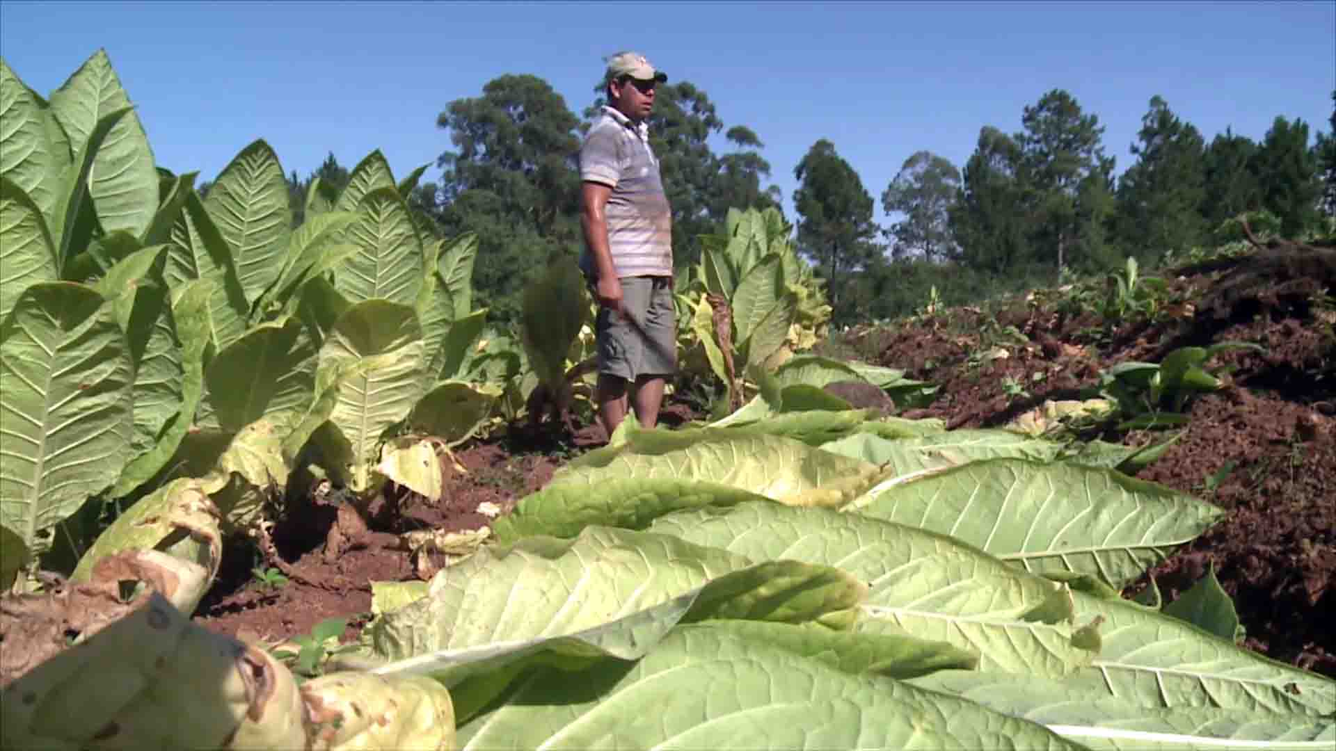 Monotributo: inscriben a productores tabacaleros, cañeros, yerbatero y tealeros