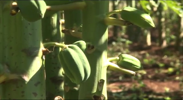 El Soberbio: 70 productores se inician en el cultivo del mamón