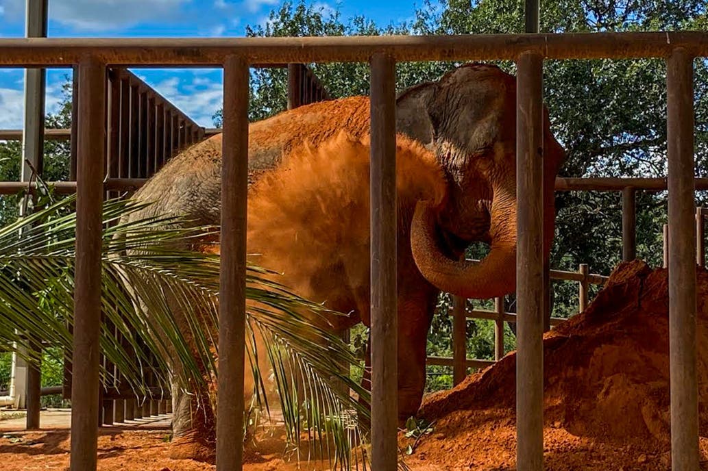La elefanta Mara llegó al santuario de Brasil después de 4 días de viaje
