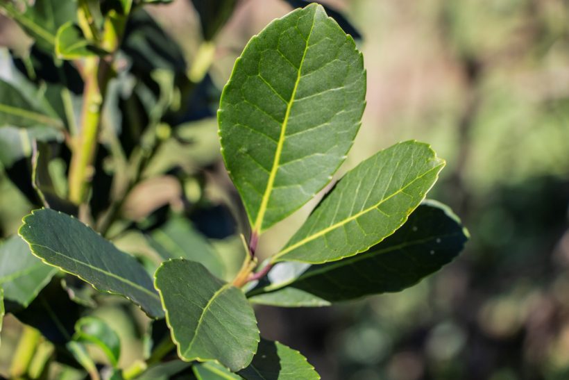 Yerba Mate: "Es fundamental para las 53 mil familias misioneras lograr un precio bueno"