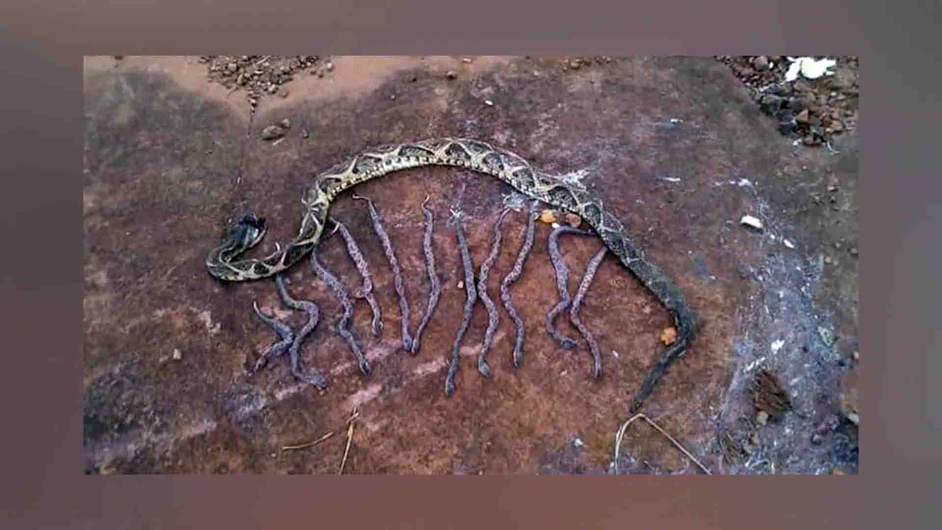 San Vicente: encontraron una yarará muerta con sus crías