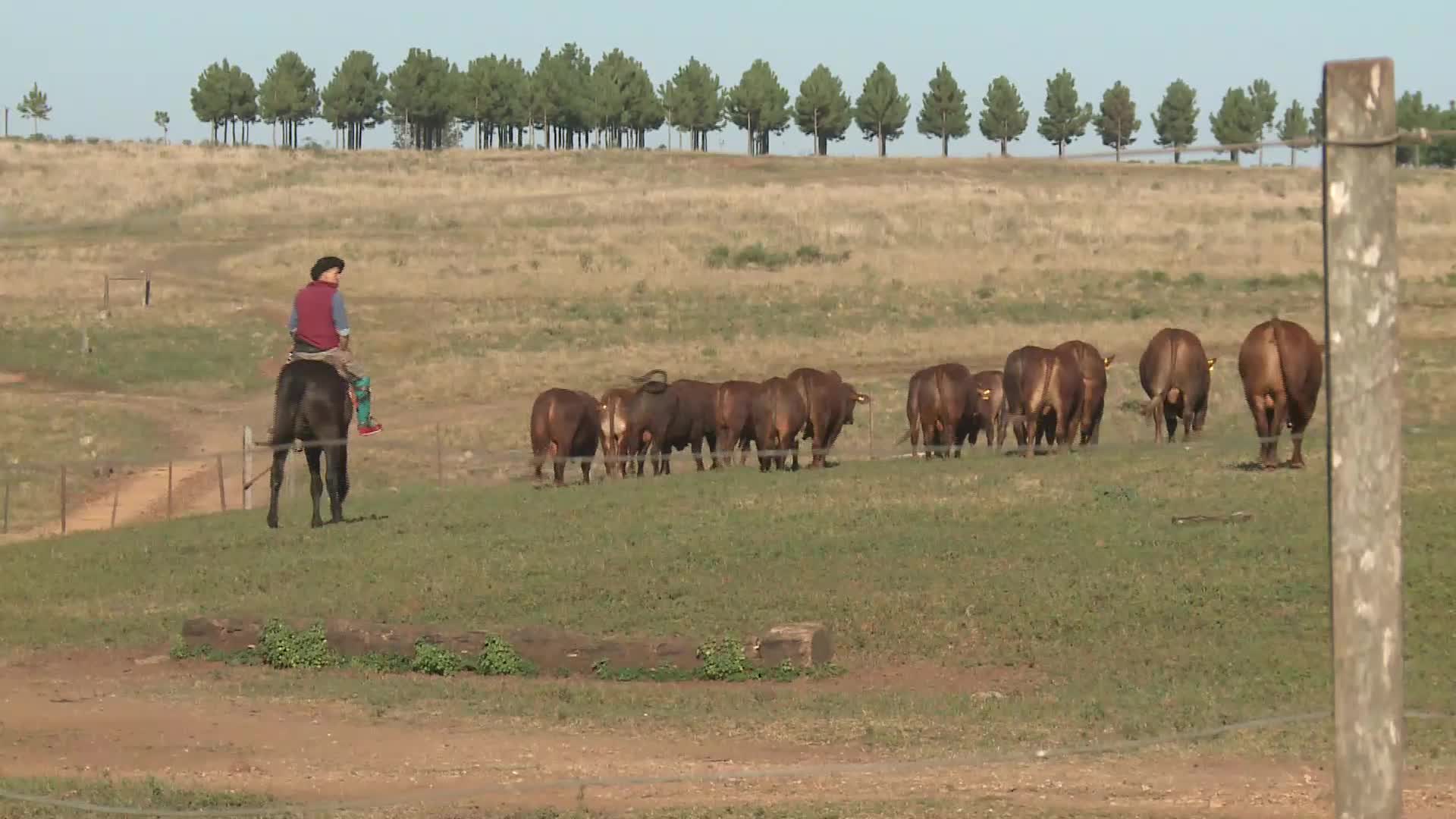 Robo de ganado: preocupación de productores de la zona sur