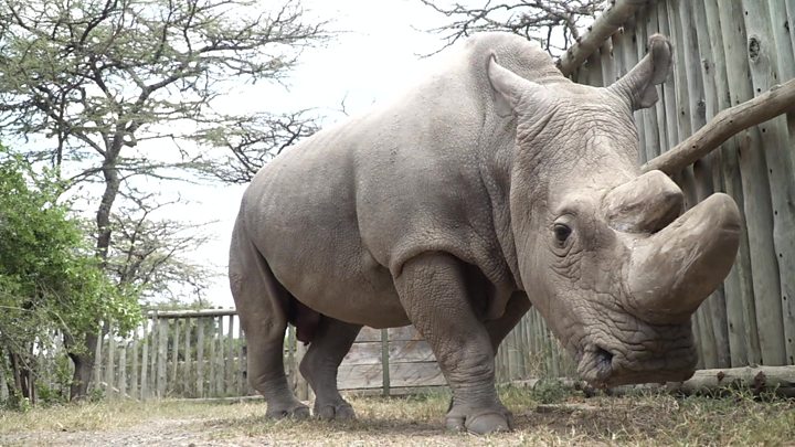 Murió Sudán, el último rinoceronte blanco macho del mundo