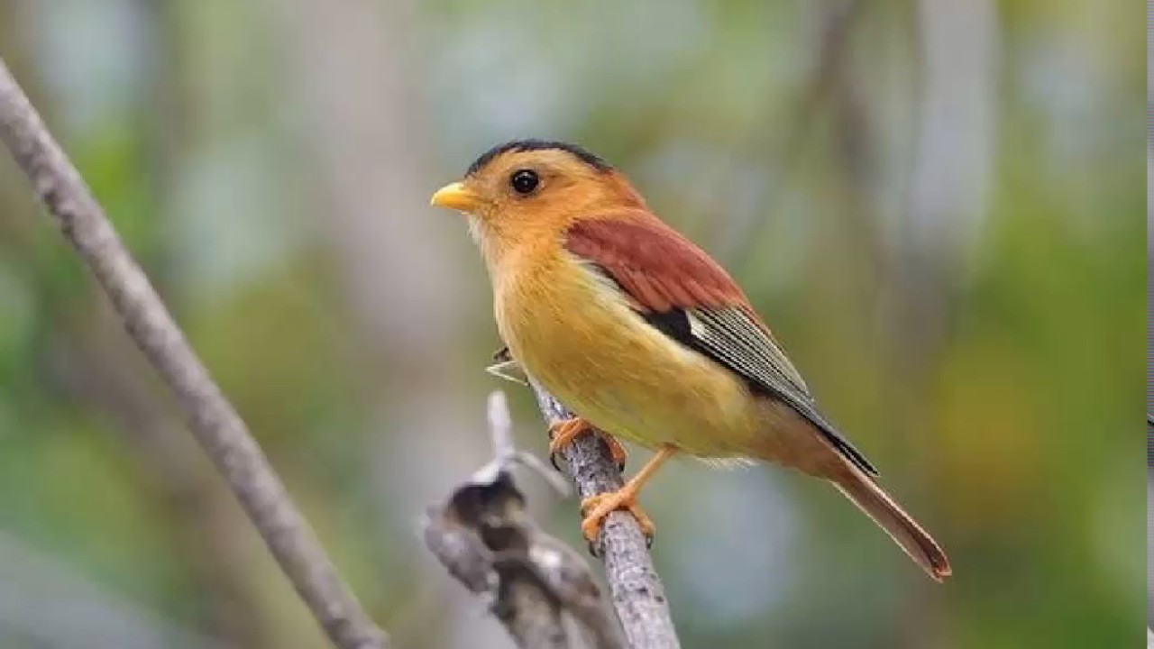 Aprobaron leyes de protección ambiental 