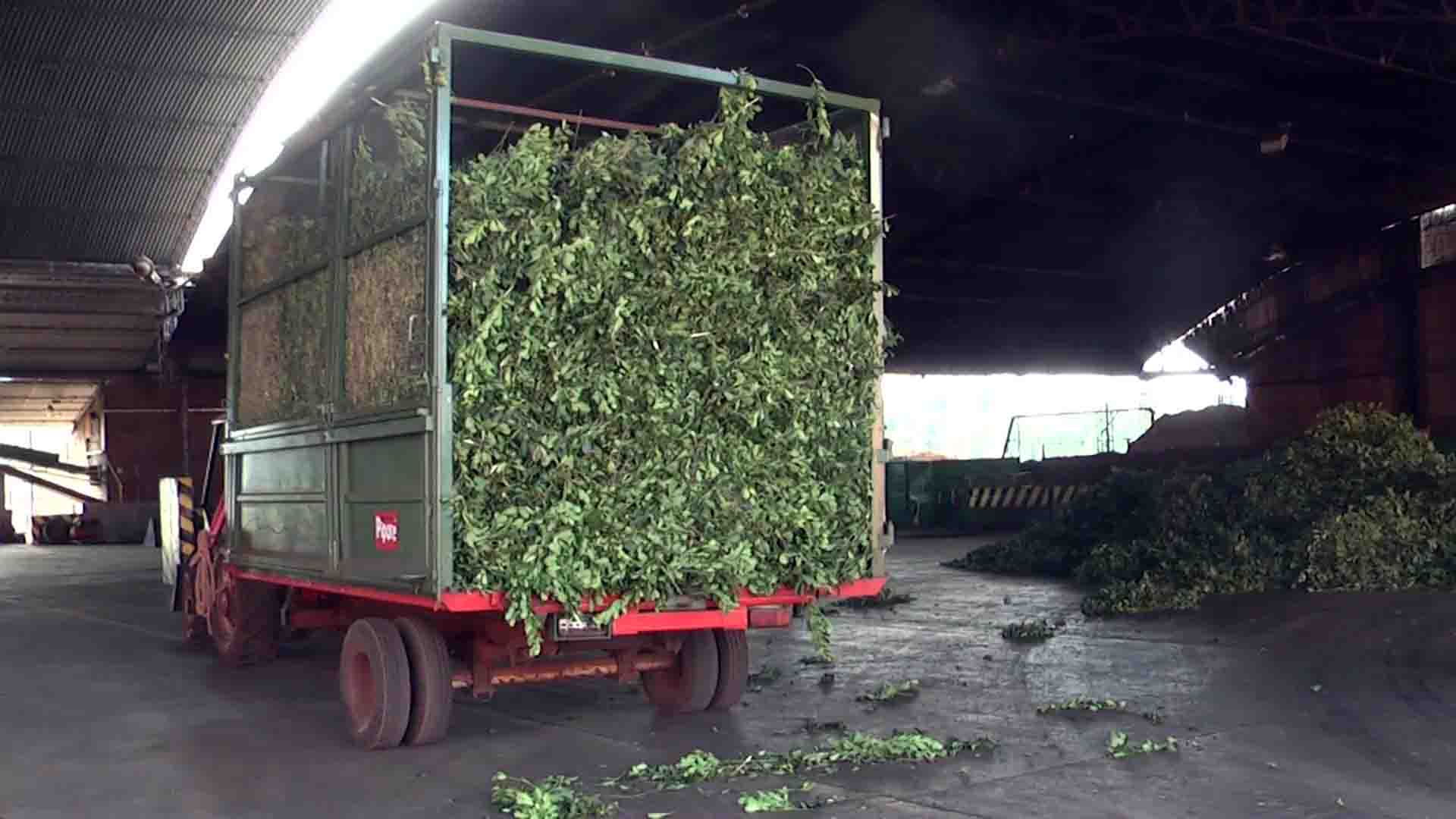 La Provincia pone $ 100 millones para levantar la cosecha de yerba mate