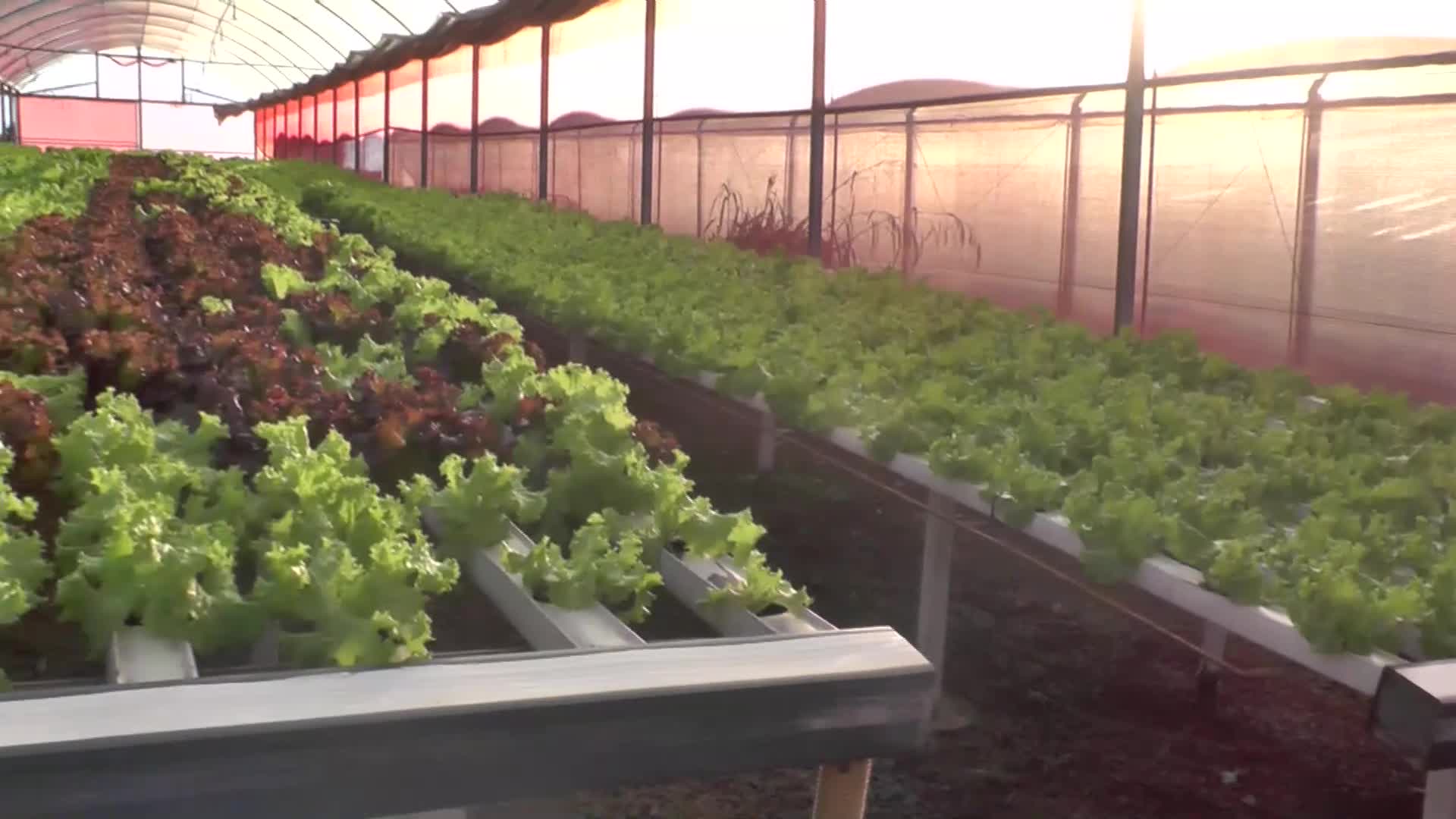 Producción hortícola: avanza el cultivo de verduras bajo el sistema hidropónico en la zona centro