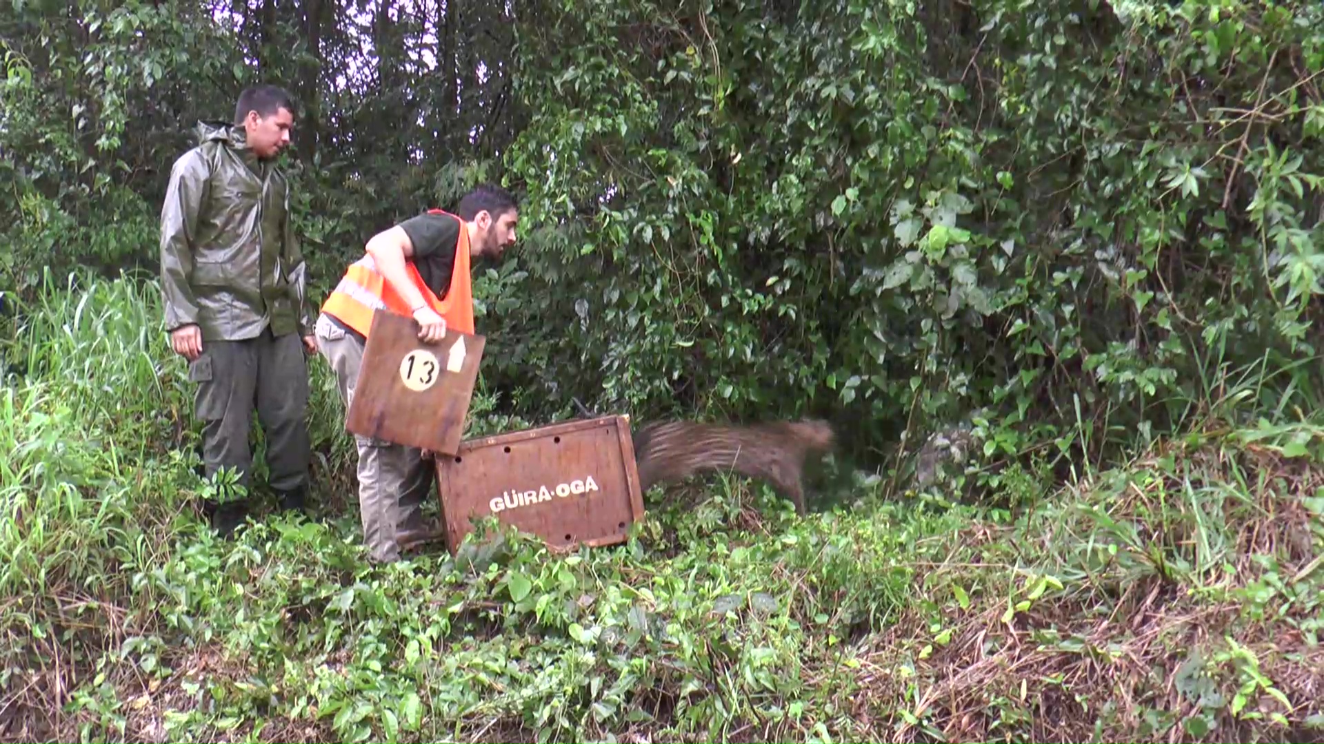 Ecología liberó al ocelote atropellado sobre la ruta 211