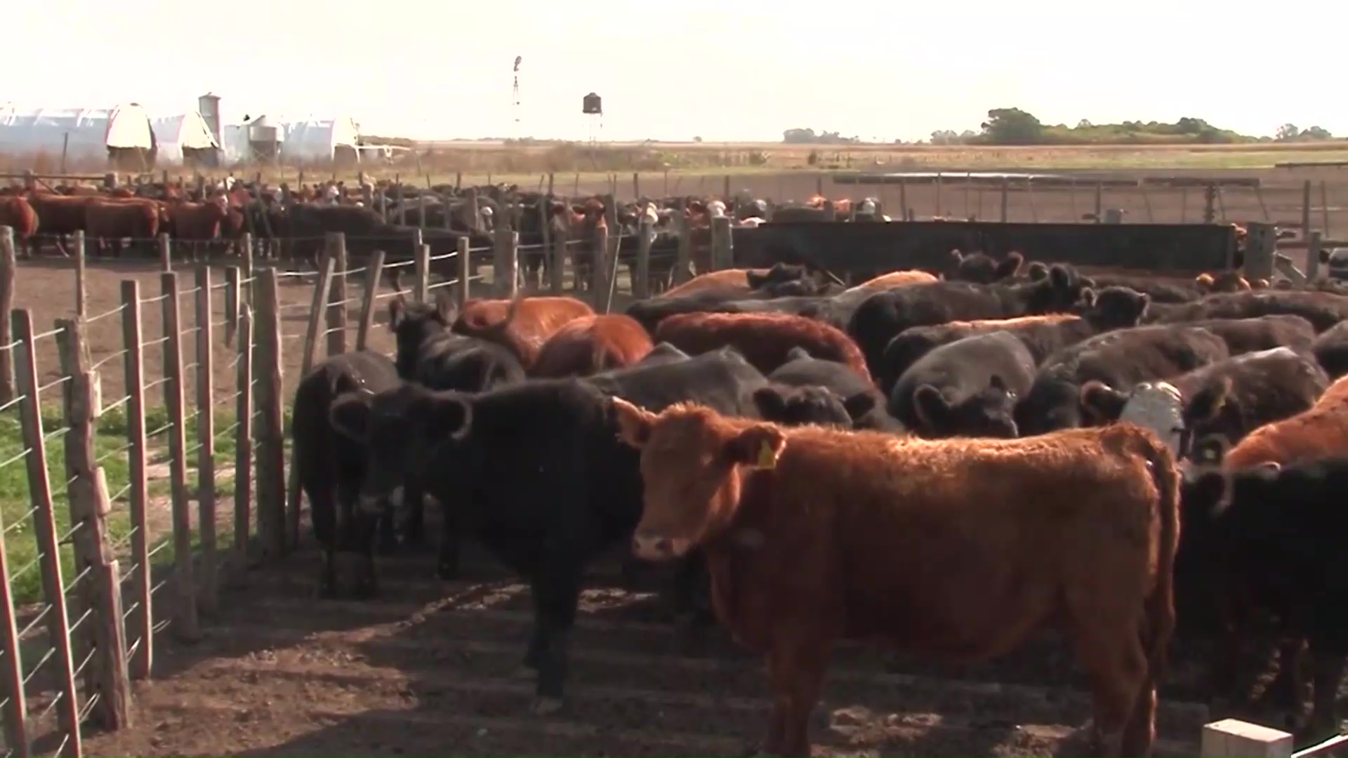Candelaria, Profundidad y San José vacunan a bovinos por de brote de rabia paresiante